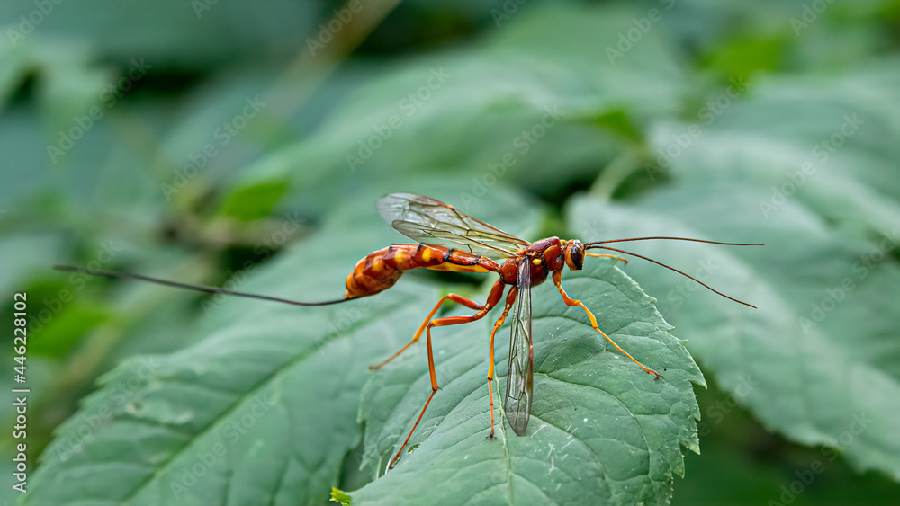 Megarhyssa vagatoria Megarhyssa vagatoria