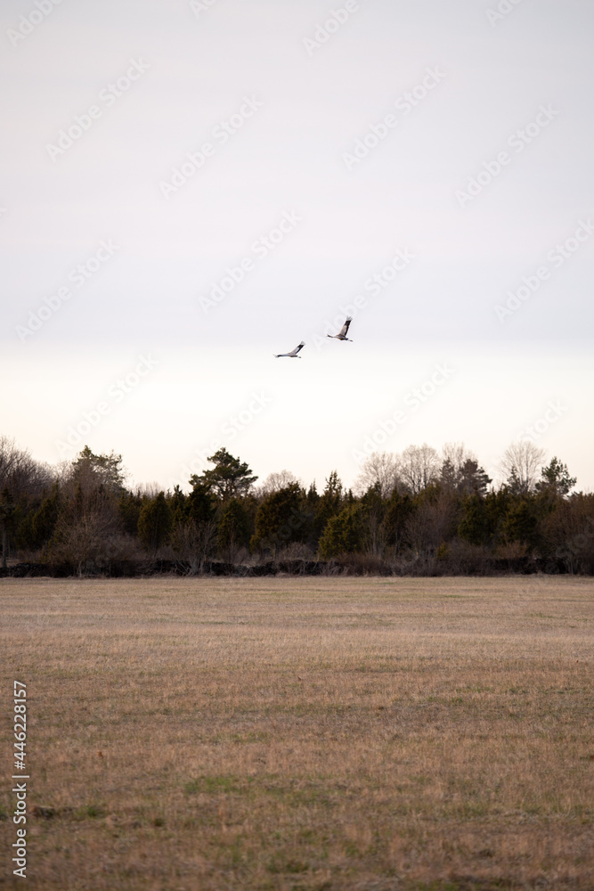 cranes are flying on the spring field background cranes are flying on the spring field background