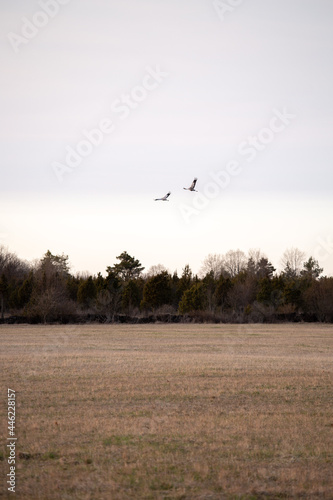 cranes are flying on the spring field background © artemfaust
