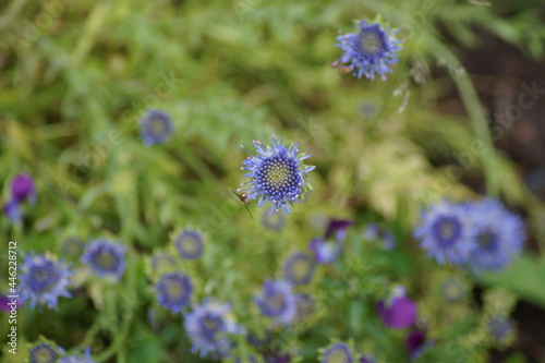 flower of the perennial sandbell with hover fly photo