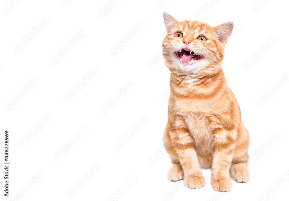 Fototapeta premium Cute kitten Scottish Straight meows sitting isolated on white background