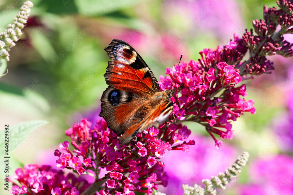 Butterfly on a pink flower