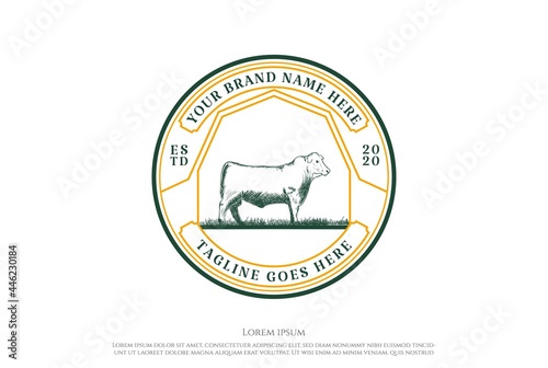 Vintage Retro Angus Cattle for Beef Logo Design Vector