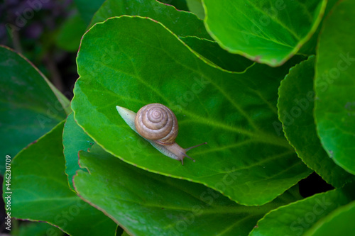 A snail crawls on a plant leaf.
