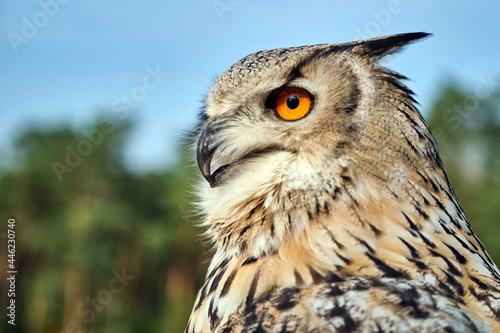 Sibirischer Uhu ( Bubo bubosibiricus ).