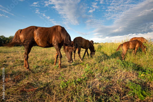 Family of horses in the pasture