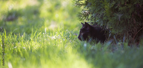 Czarny kot poluje w trawie