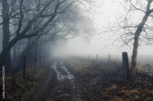 A muddy track on the edge of woodland on a foggy, winters day. Bredon Hill, Cotswolds, UK. photo