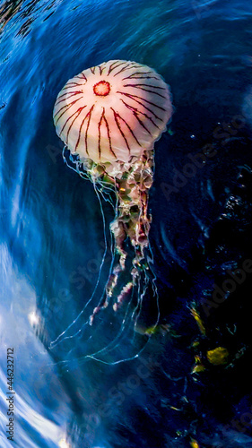 Photography Compass jellyfish ,Chrysaora hysoscella, swimming in County Donegal - Ireland