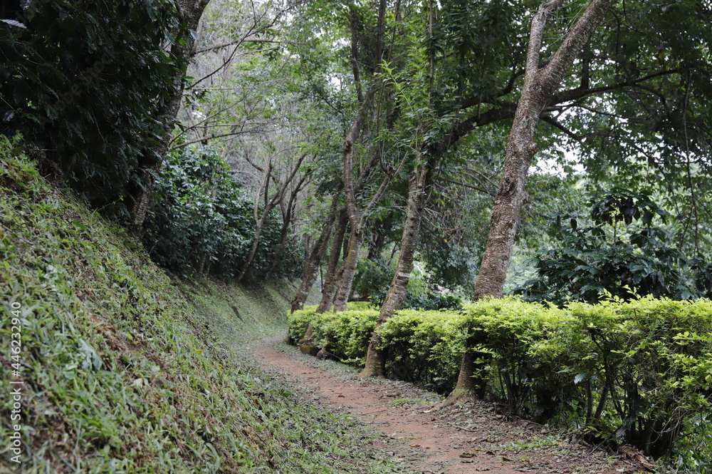 Obraz premium forest path beside coffee plantation