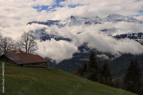 Später Frühling im Berner Oberland; Mai oberhalb der Planalp über dem Brienzersee, Blick zum Wildgerst