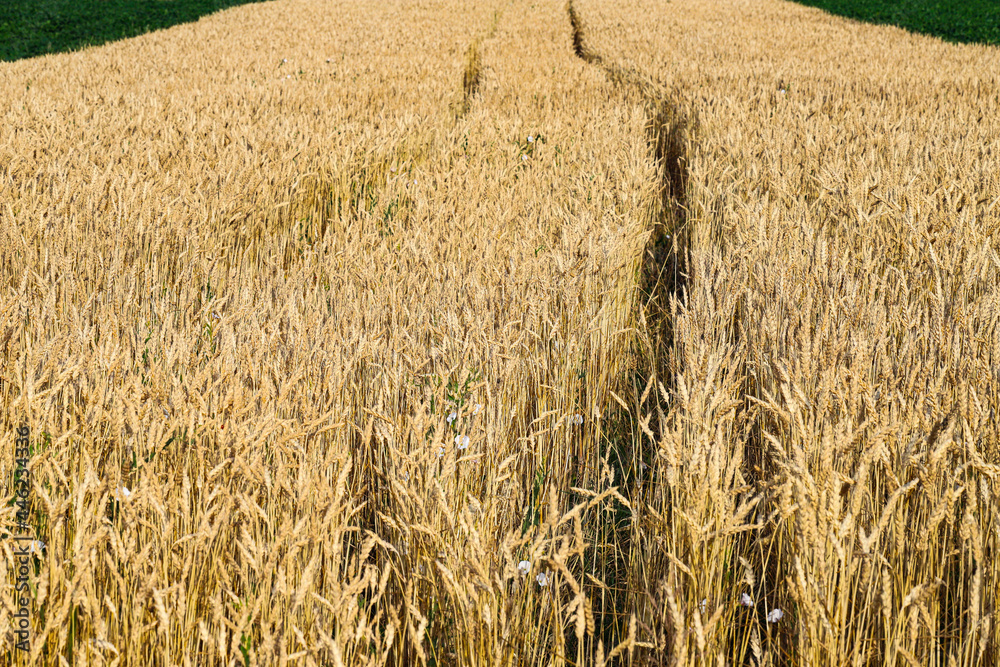 Fototapeta premium Spikelets of wheat, hot summer day. The concept of agriculture. Birth of fresh bread. Shallow depth of field. Agriculture concept