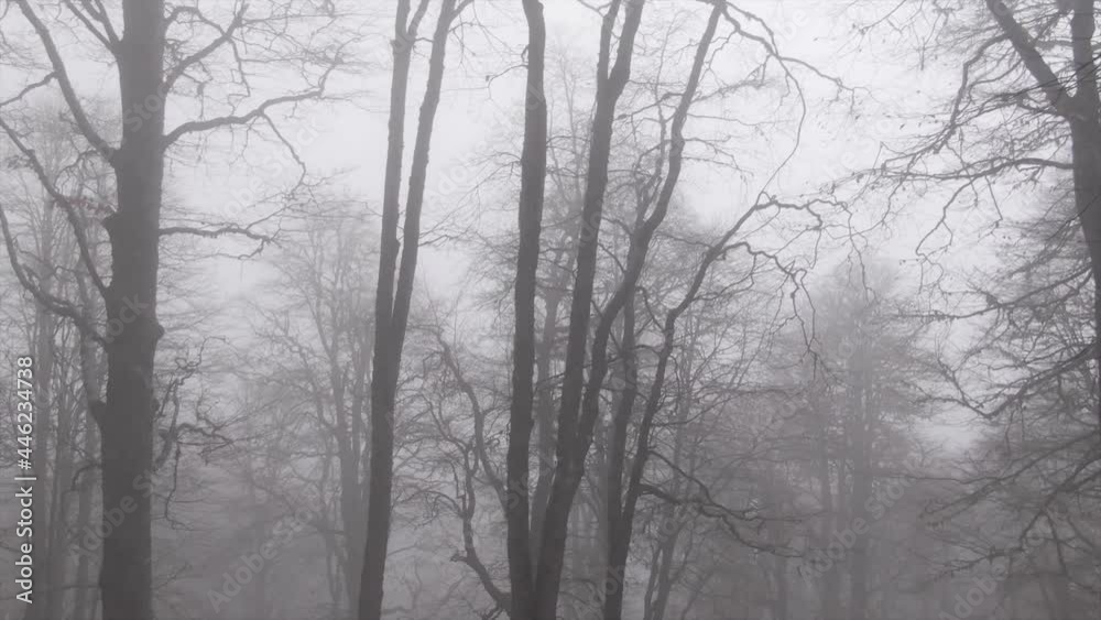 Misty mounting forrest drone top of trees Misty mounting forrest drone top of trees