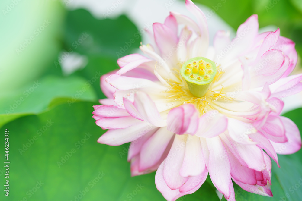 Obraz premium ボタン咲きのハスの花/ロータス/アジアンテイスト/蓮 /蓮華/神秘的なヨガ、仏教のイメージ