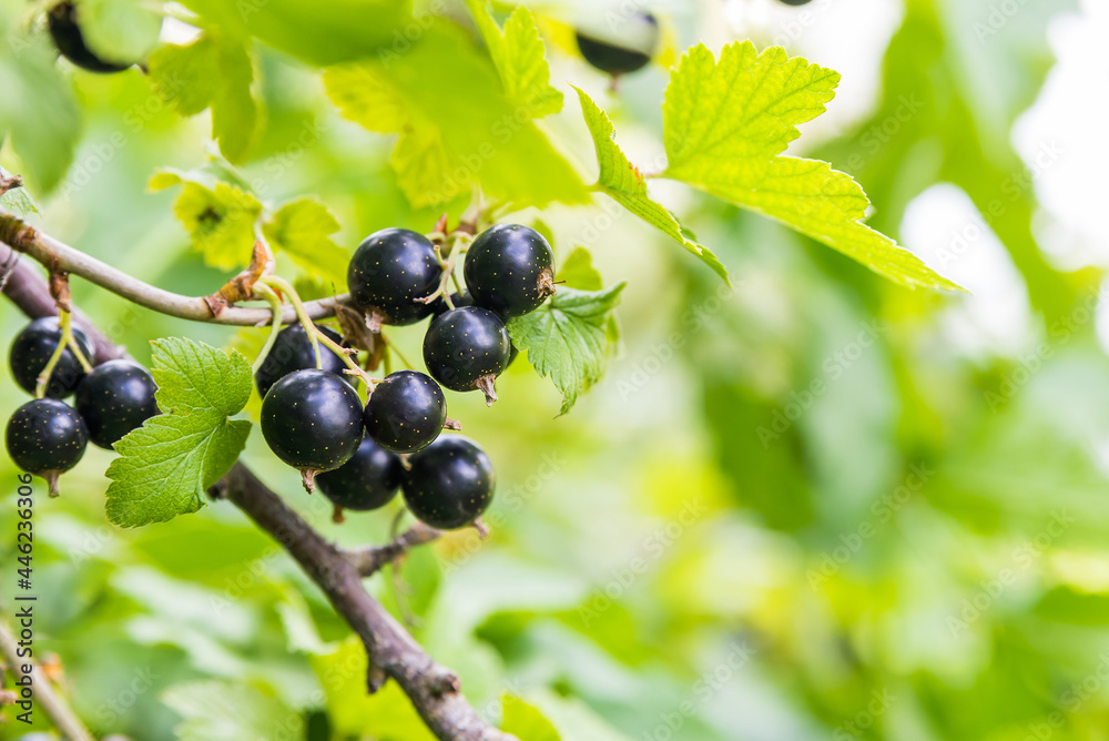 fresh black currant grows on a branch close-up against the background of green leaves copy space. delicious berries in the garden fresh black currant grows on a branch close-up against the background of green leaves copy space. delicious berries in the garden