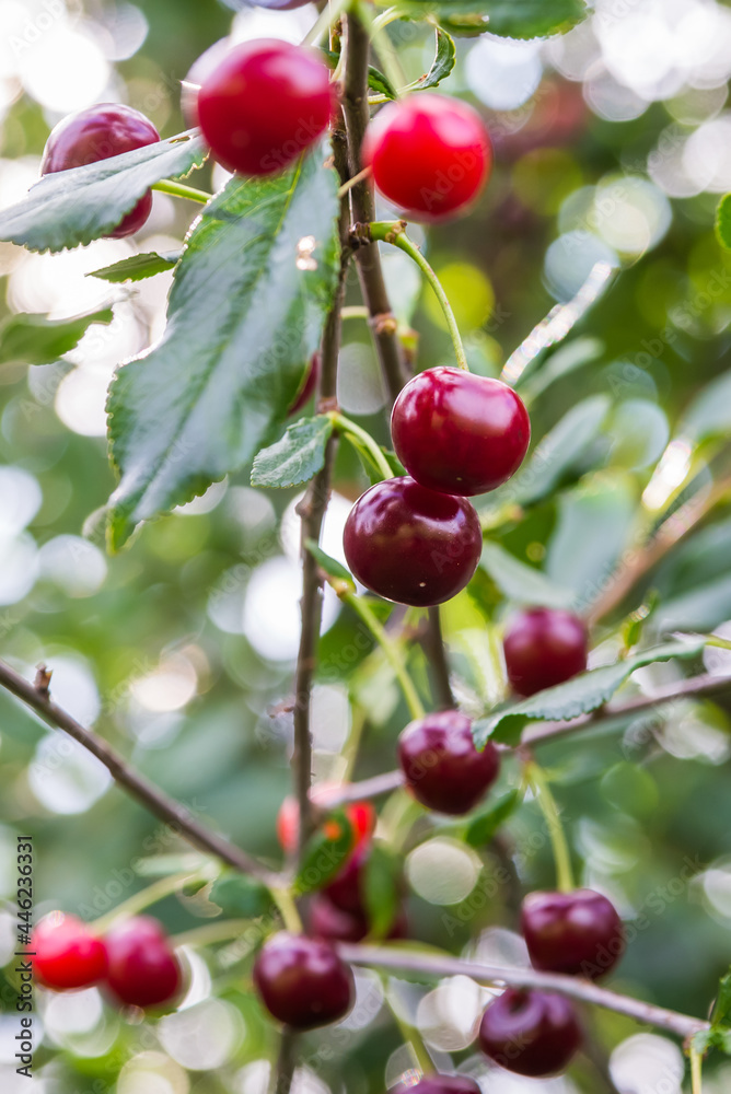 a ripe burgundy cherry on a branch on a tree in the garden. healthy and delicious berries a ripe burgundy cherry on a branch on a tree in the garden. healthy and delicious berries