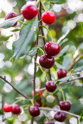 a ripe burgundy cherry on a branch on a tree in the garden. healthy and delicious berries