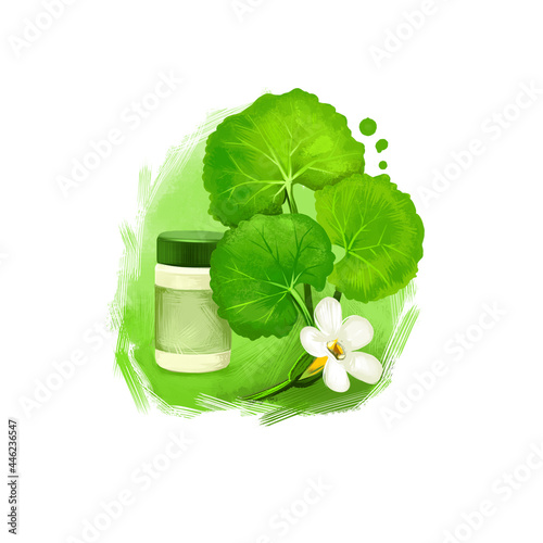 Brahmi - Indian pennywort ayurvedic herb digital art illustration. Healthy organic plant widely used in treatment and cure, plant for preparation medicines for natural healthcare usages. photo