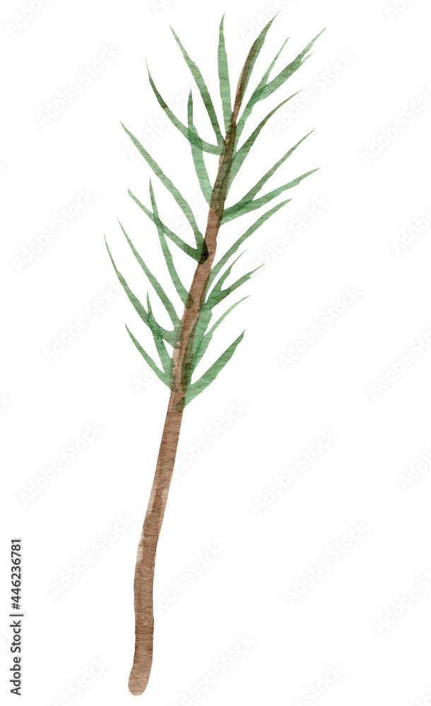 Fototapeta premium Hand painted watercolor pine clipart. Isolated on white background.