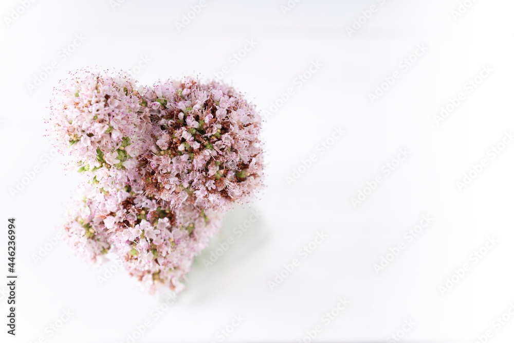 Fototapeta premium Bouquet of blooming oregano in a glass vase. Photograph of oregano in bloom. Flower photography and decoration