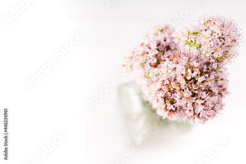 Bouquet of blooming oregano in a glass vase. Photograph of oregano in bloom. Flower photography and decoration © SylviePM