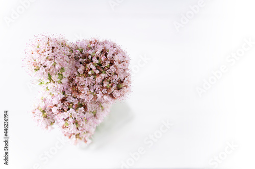 Bouquet of blooming oregano in a glass vase. Photograph of oregano in bloom. Flower photography and decoration
