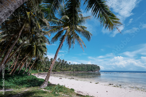 Tropical beach with coconut palm trees.