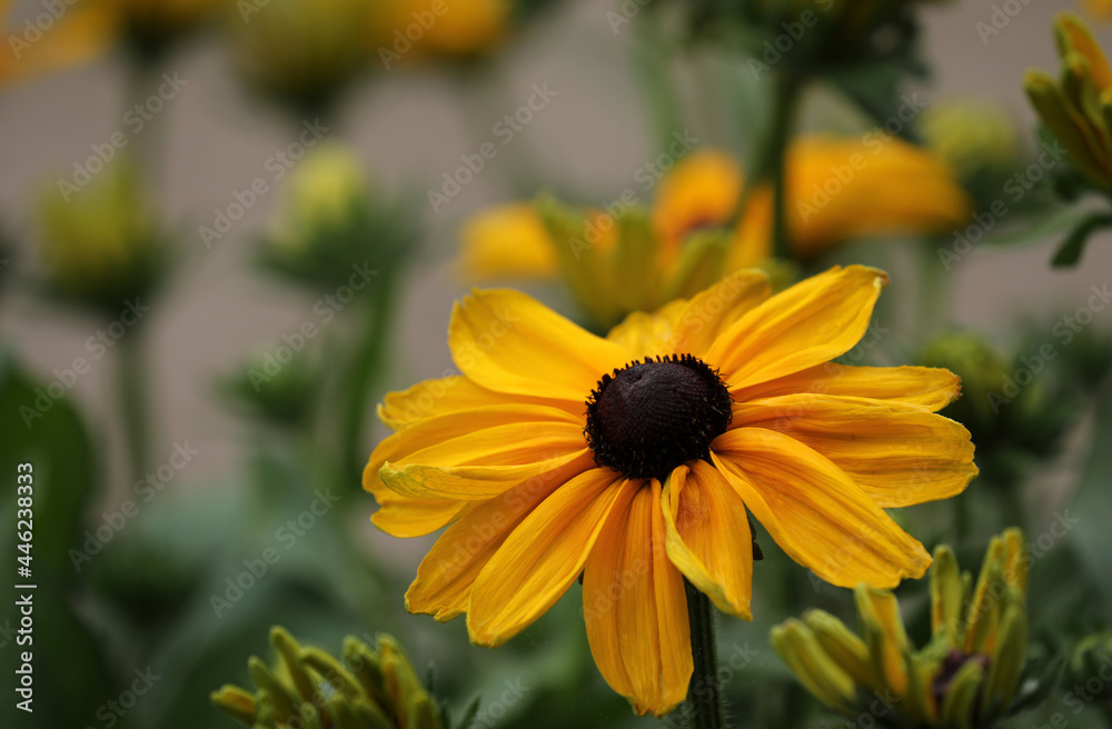 Obraz premium Rudbeckia yellow flowering coneflower in the garden