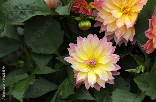 Blooming dahlia in a garden