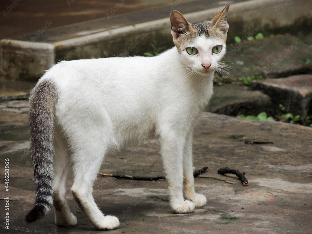 white pet domestic cat standing looking starring white pet domestic cat standing looking starring