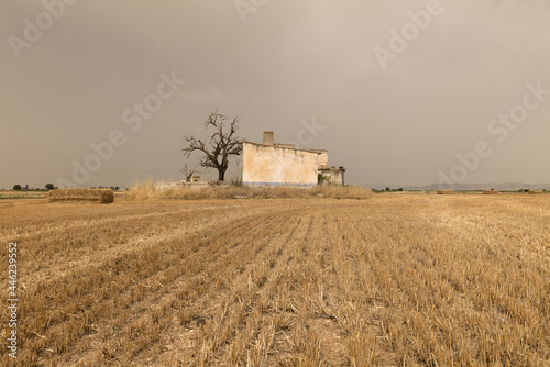 An abandoned house and dead tree on the field with straw bales in summer. © WeeKwong