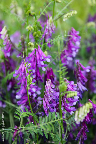 purple wildflowers