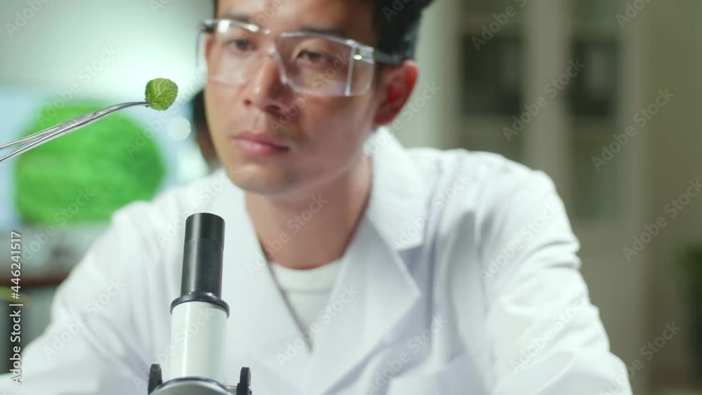 Asian Botanist Taking Leaf Sample From Petri Dish Discovering Biological Genetic Mutation For Pharmaceutical Experiment. Scientist Chemist Working In Biochemistry Lab Analyzing Organic Agriculture
Asian Botanist Taking Leaf Sample From Petri Dish Discovering Biological Genetic Mutation For Pharmaceutical Experiment. Scientist Chemist Working In Biochemistry Lab Analyzing Organic Agriculture