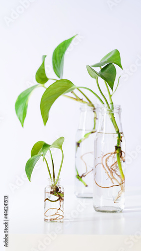 Young shoots of Golden pothos,Epipremnum aureum rooted in transparent glass bottle in water.Propagating pothos plant Devils Ivy,Ivy Arum,Ceylon Creeper from leaf cutting in water.Copy space.