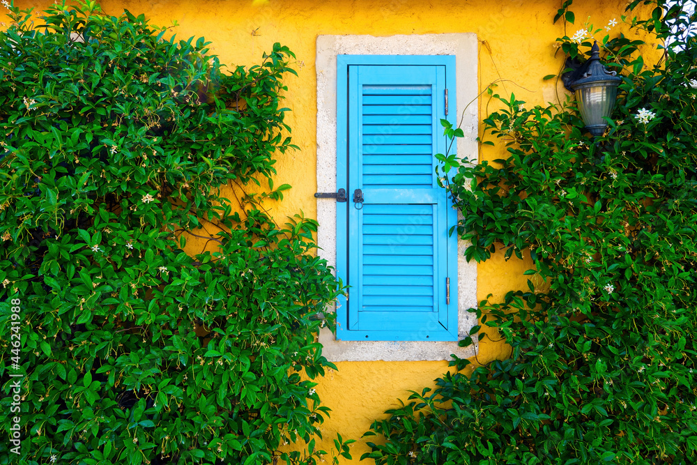 Window of an old house with closed blue wooden shutter and yellow stone wall covered with ivy.