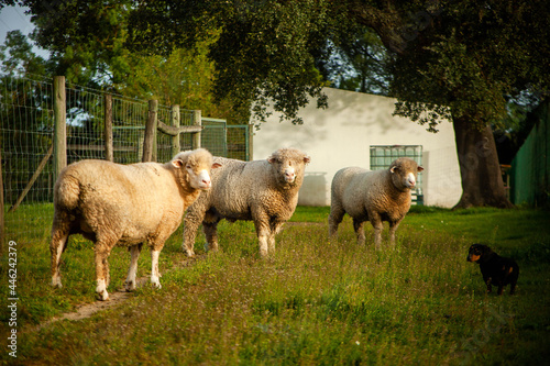 Fototapeta Naklejka Na Ścianę i Meble -  Three sheep and a Teckel dog