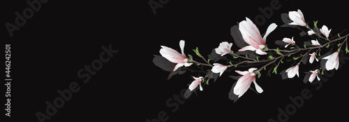 realistic  flower isolated on black  background. Magnolia branch is a symbol of spring, summer. art  element for design, web,  banner invitation. vector illustrtion
