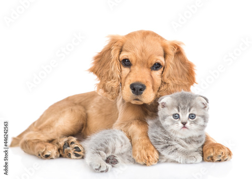 Photographie Portrait of a friendly English cocker spaniel puppy dog hugs tiny kitten