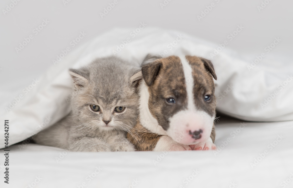 Miniature Bull Terrier puppy and tiny kitten sit together under warm blanket on a bed at home