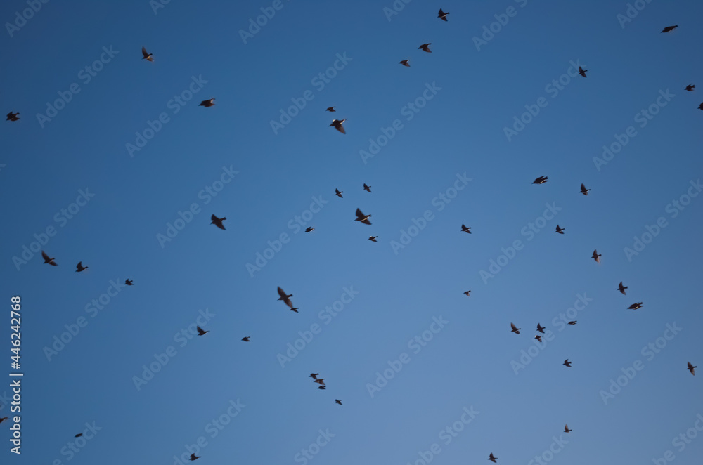 Flock of birds flying on a clear blue sky minimalist composition Flock of birds flying on a clear blue sky minimalist composition