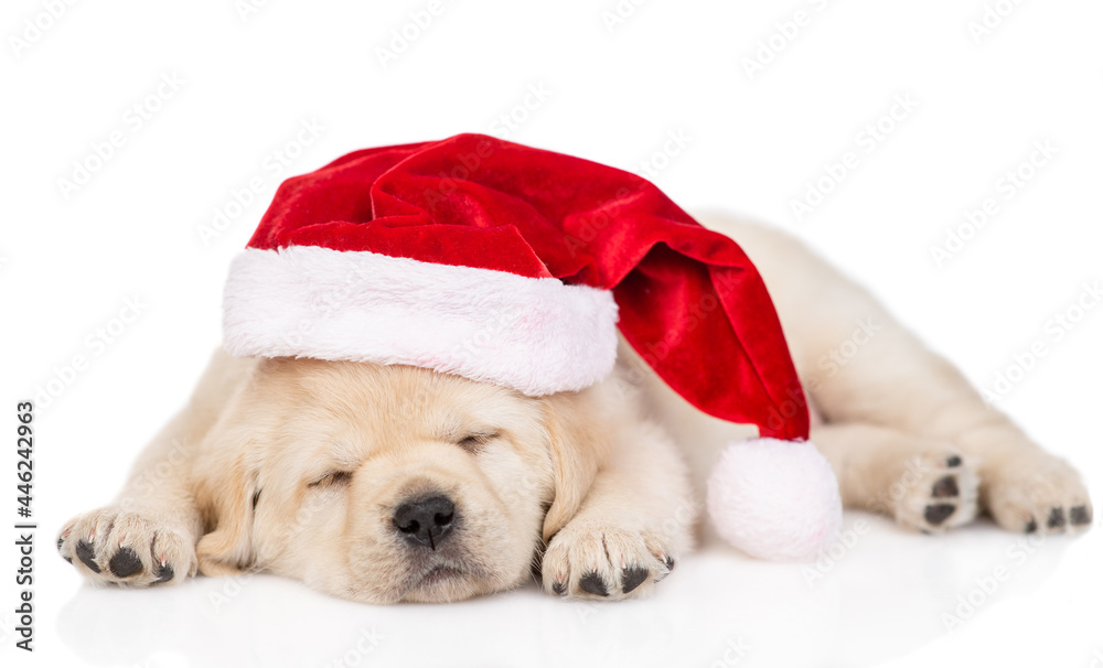 Golden retriever puppy wearing  red christmas hat sleeps. isolated on white background