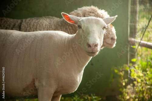 A sheep already shorn with another one behind it yet to shear