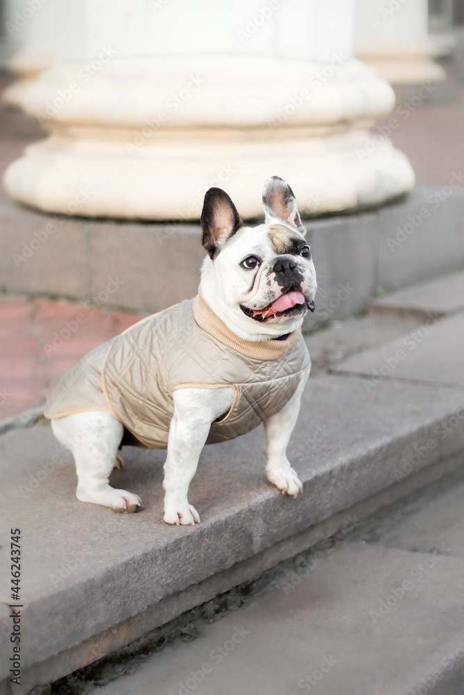 French Bulldog. Clothes for dogs. Dressed dog