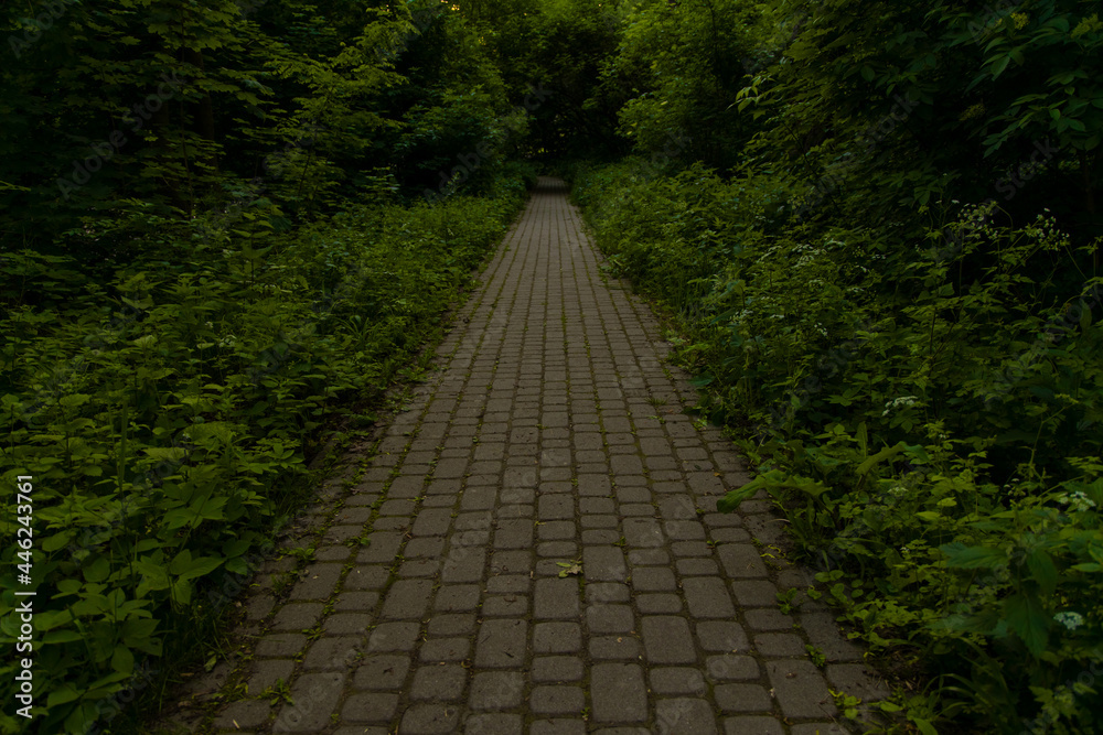 Obraz premium pavement road in dark of tree in wild forest environment space outdoor lonely place concept without people here perspective alley landscaping object