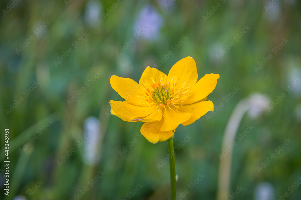 Beautiful wild yellow flower in front of green grass Beautiful wild yellow flower in front of green grass
