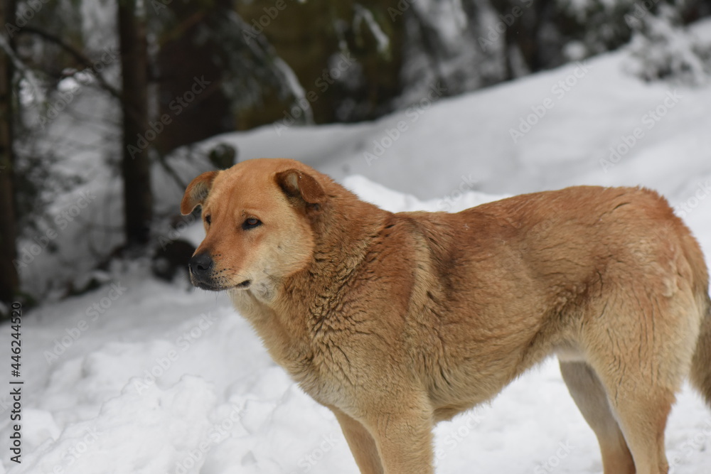 red dog in snow red dog in snow