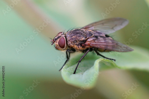 Closeup of a hairy fly , Pollenia species, against a blurred background photo