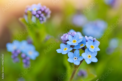 Beautiful forget-me-not blue wildflowers (Myosotis) in the blurred background of green grass