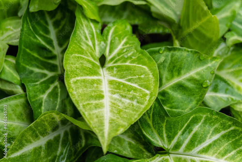 .green grass and green leaves background .green grass and green leaves background