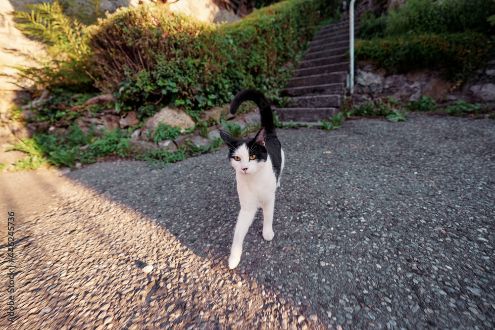 Obraz premium Kitty cat on village street.